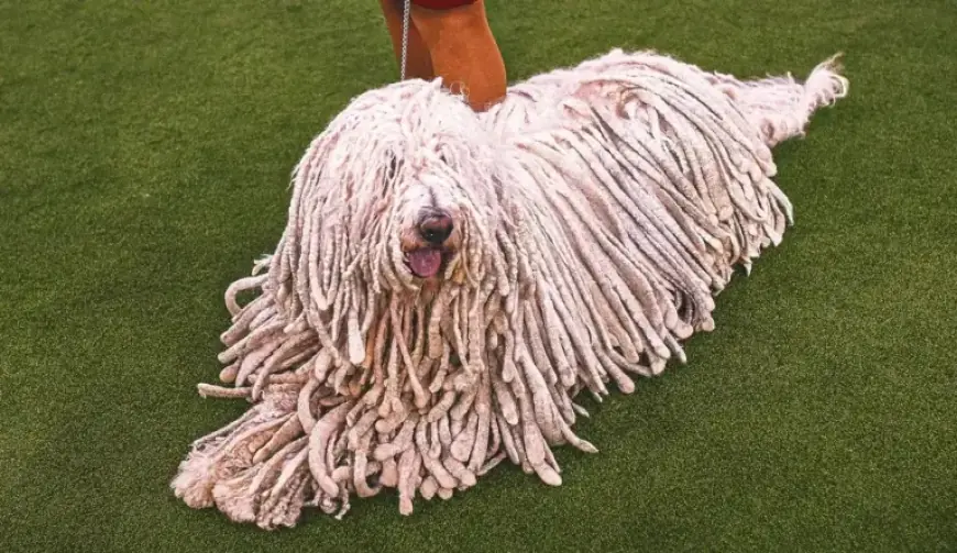 2026 WKC Dog Show: Key Insights into This Year’s Competition