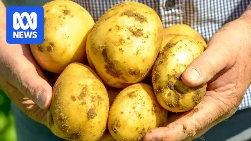 Zerella Expands with New Potato Farm in Northern Territory
