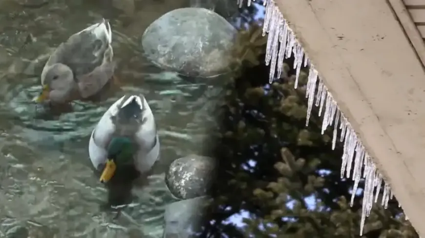 Mild Temperatures Until Tomorrow, Harsh Cold Returns Friday