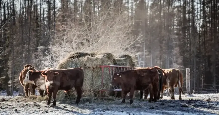 Canada Restarts Beef Exports to China Amid Low Cattle Supply