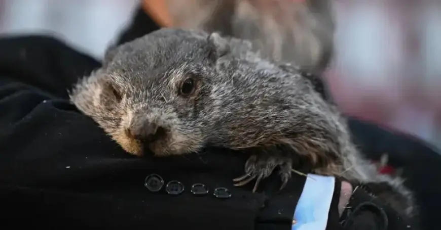 Punxsutawney Phil Predicts Extended Winter After Seeing Shadow on Groundhog Day