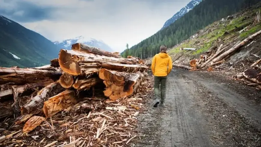 B.C. Forestry Review Urges Transparent Data and Old-Growth Tree Assessment