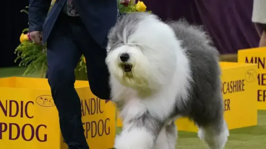 2026 Westminster Dog Show: Group Winners Announced