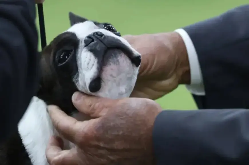 Westminster Dog Show Judge Reveals Criteria for Winning Dogs