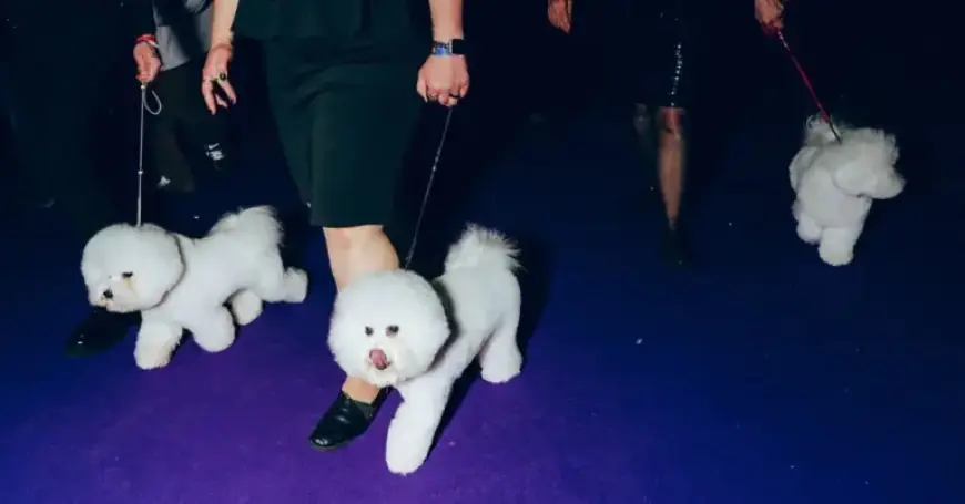 Exclusive Behind-the-Scenes Look at Westminster Dog Show 2026
