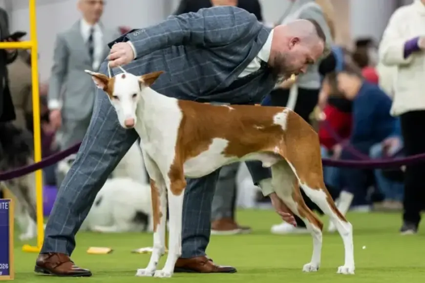Seven Dogs Vie for Top Prize at Westminster Show