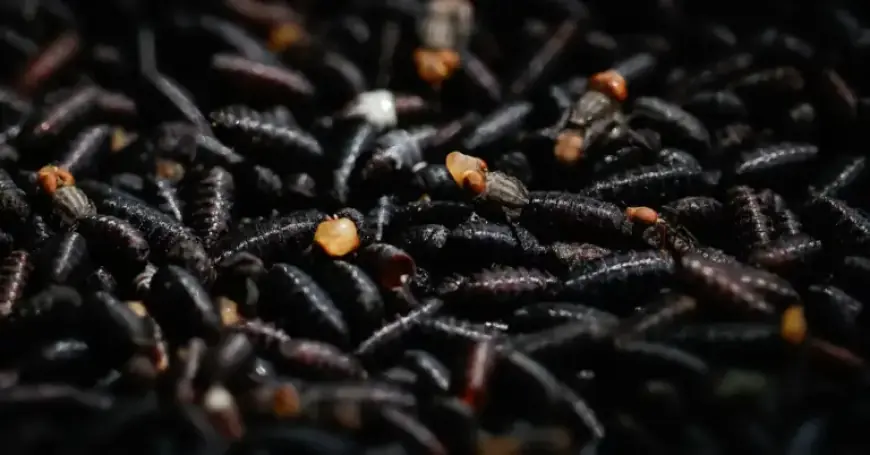 USDA Deploys Flies at US-Mexico Border to Combat Screwworm Infestation