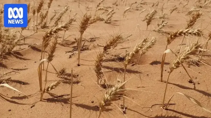 South Africa Provides Low-Interest Drought Loans to Farmers