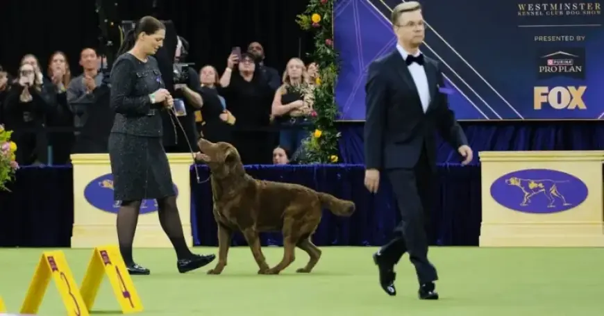 Westminster Dog Show 2026: Live Updates on Best in Show and Group Winners
