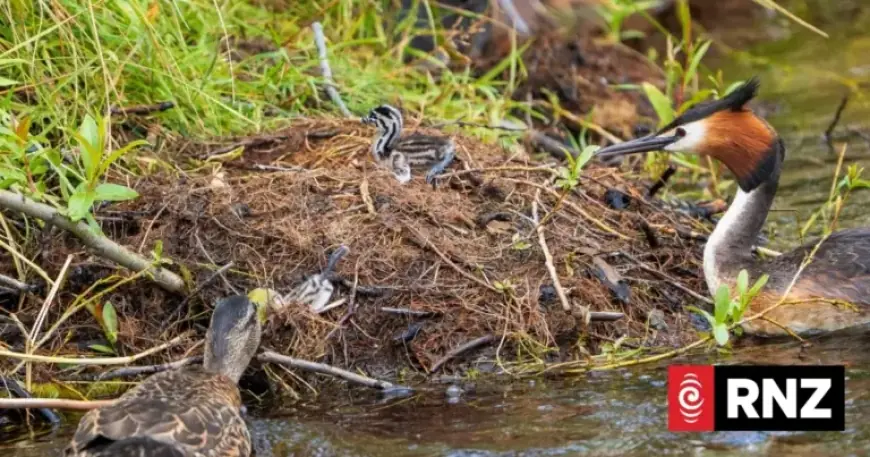 Ducks Euthanized After Preying on Native Pūteketeke Chicks