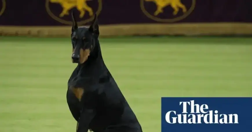 Doberman Penny Wins Best in Show; Catherine O’Hara Honored at Westminster