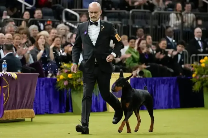 Westminster Dog Show: Seven Canines Vie for Top Prize Tonight