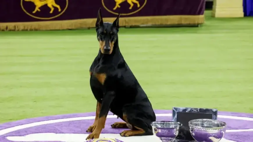 Adorable Dog Photos Captured at 2026 Westminster Kennel Club Show