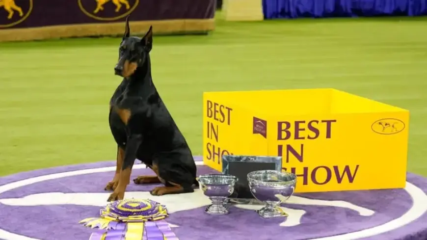 Highlights from the 150th Westminster Dog Show: A Photo Showcase