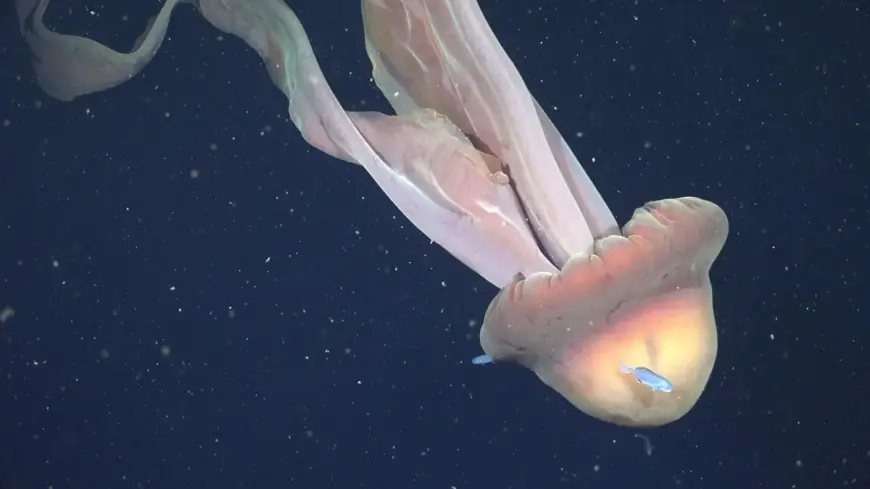 Giant Phantom Jelly Sighting Off Argentina Captured on Deep-Sea Video, Renewing Questions About One of the Ocean’s Rarest Giants