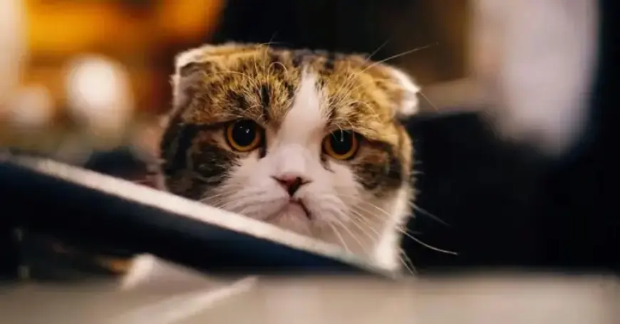 iOS 26.2.1 Triggers Crashes and Freezes for Some Users