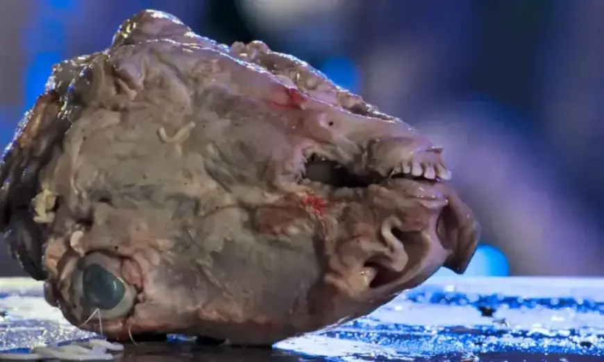 Exclusive Clip: Dive into Germ-Filled Thrills in ‘Fear Factor: House of Fear’