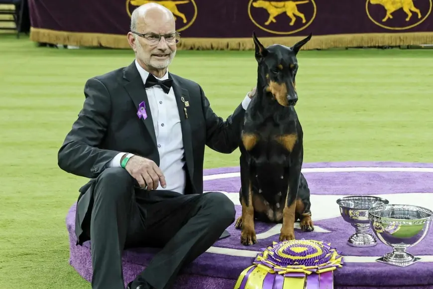 Westminster Dog Show 2026: Penny the Doberman Wins Best in Show as a Chesapeake Bay Retriever Takes Reserve in a Landmark 150th Year