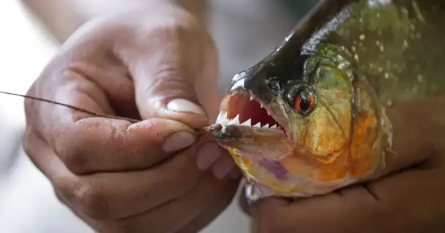 Piranhas Attack: Ten Swimmers Injured, River Turns Red with Blood