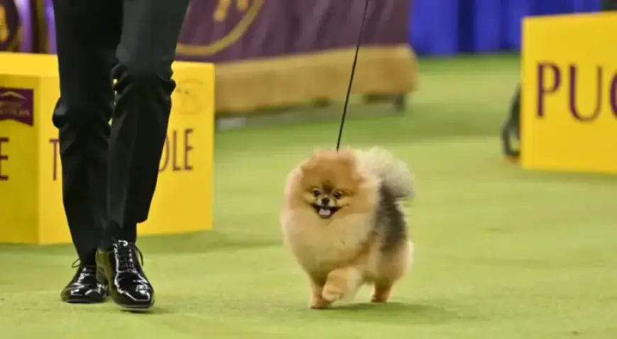 Living Among 33 Pomeranians and Thousands of Other Dogs