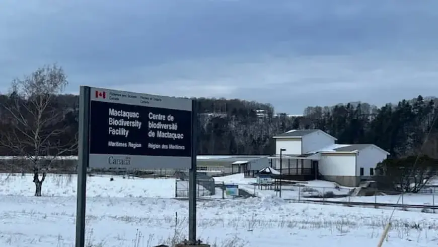 Experts Urge Government to Keep N.B. Fish Research Facility Open
