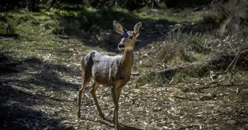 Catalina to Cull All Deer to Restore Island Ecosystem