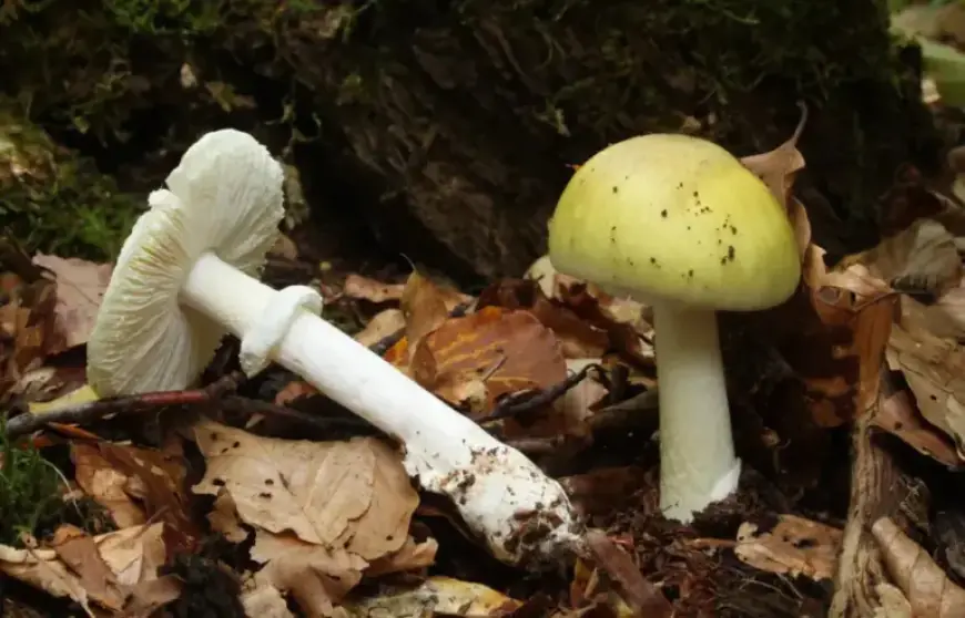 Four Dead, Three Receive Liver Transplants from Death Cap Mushrooms in California