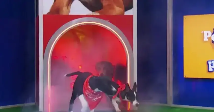 Adoptable Puppies Compete in the Annual Puppy Bowl