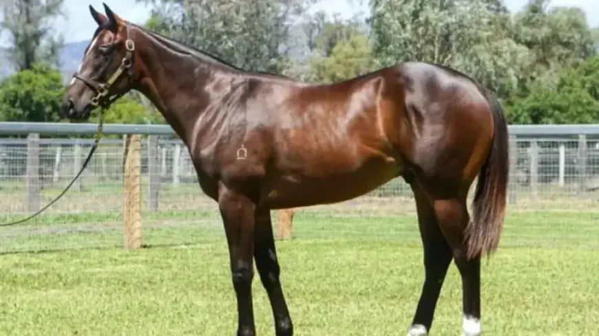 Riversdale Unveils Premium Classic Fashion Collection