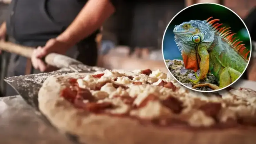 Florida Restaurant Surprises Diners with Iguana-Topped Pizza
