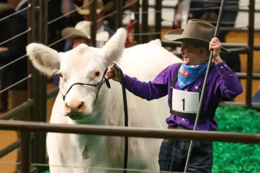 Grand Champion Steer White Castle Breaks Record with $550,000 Sale