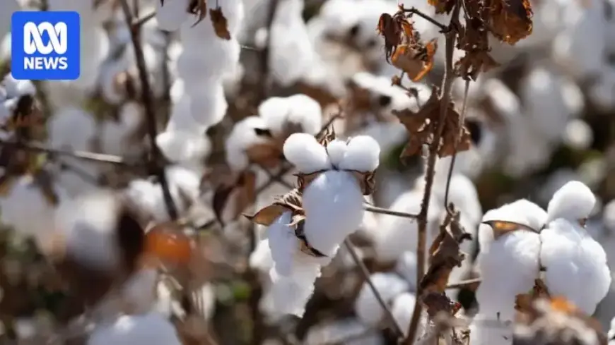 Kimberley Cotton Growers Achieve Record Crop Yield