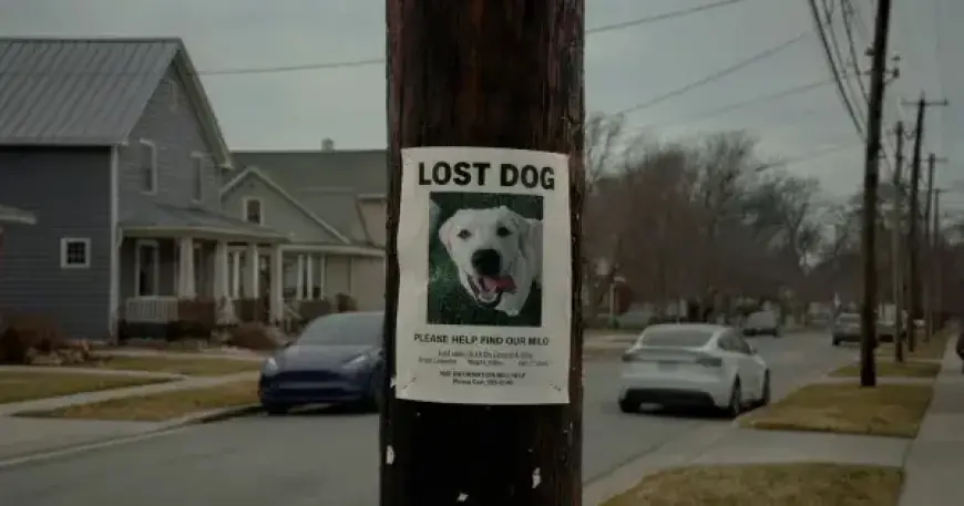 Creative Community Critiques Ring’s Ad for Failing Dog Rescue Message