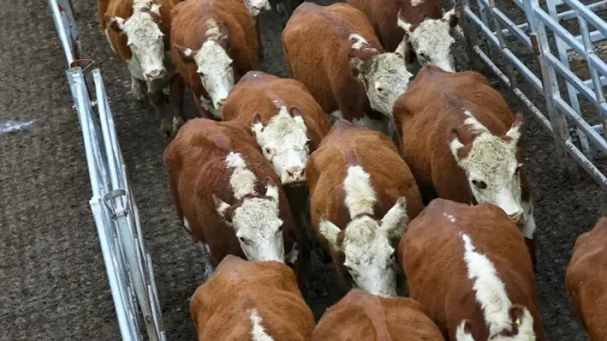 Trump’s Executive Order on Argentine Beef Sparks Ranchers’ Price Dispute