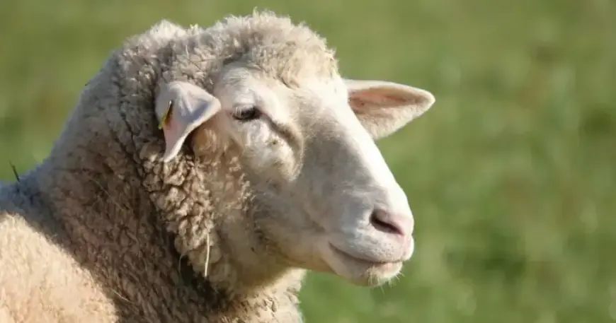 Dog Attacks on Pregnant Ewes Prompt Walker Safety Warning