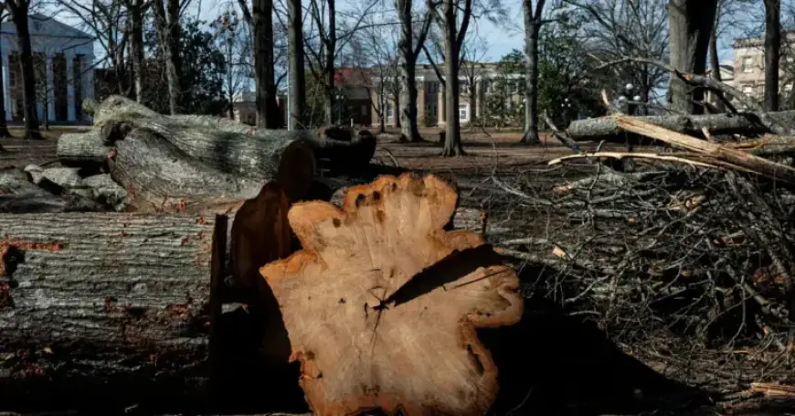 Southern Residents Mourn Thousands of Storm-Damaged Trees