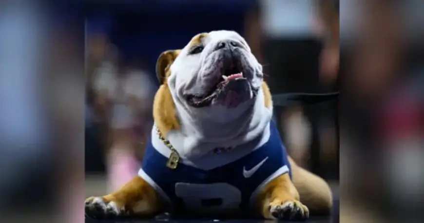Butler’s Beloved Mascot Blue IV Retires from Public Appearances