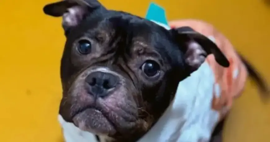 World-Class Snuggle Bug Missy Seeks Forever Lap Home