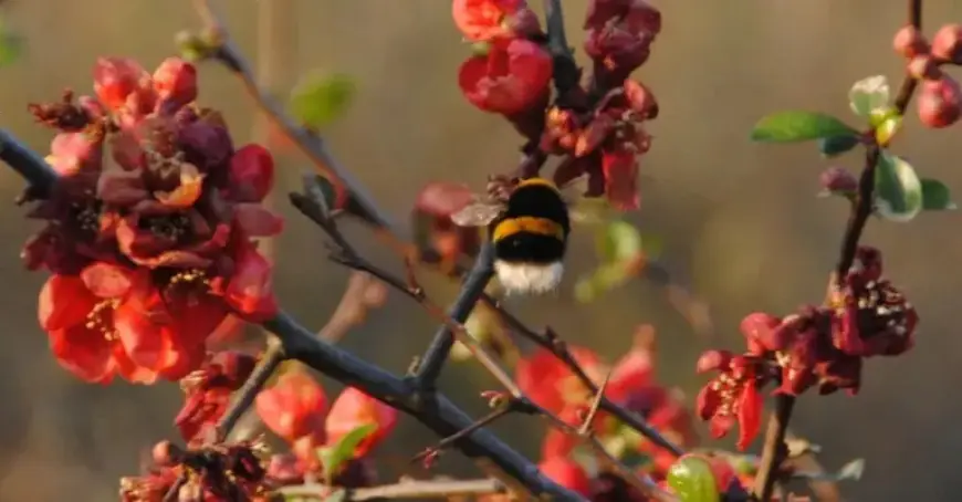 Feb. 10, 2026: NYT Spelling Bee Solutions Revealed