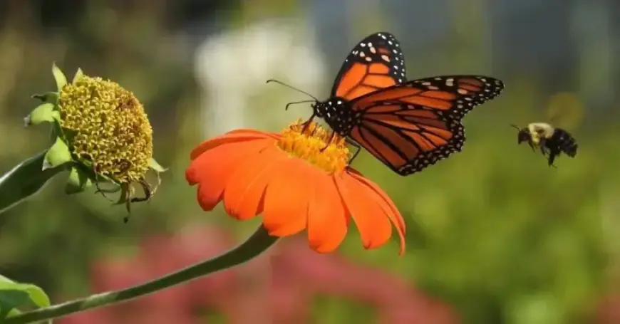 NYT Spelling Bee Solutions for February 11, 2026