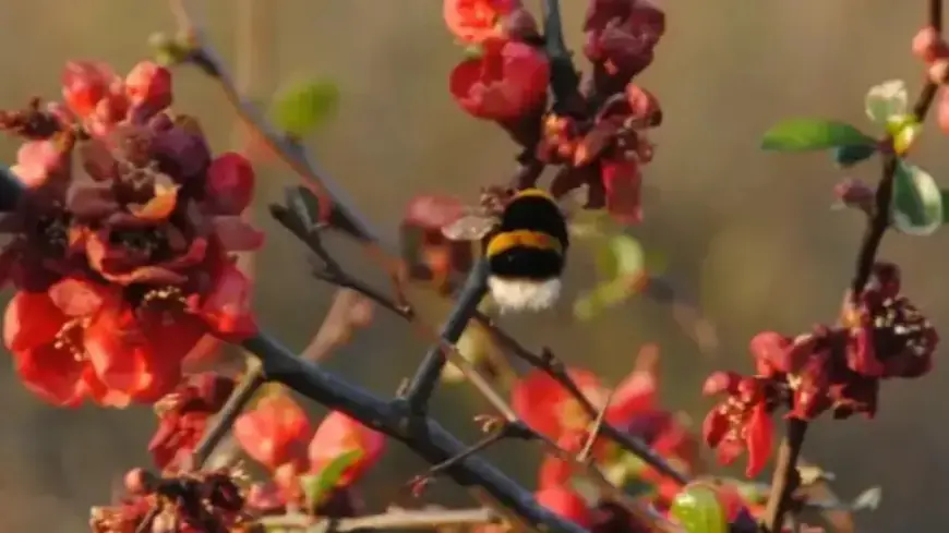 Feb. 10, 2026: Uncover the NYT Spelling Bee Answers