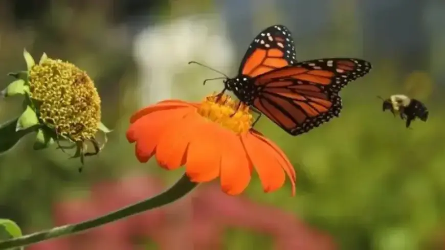 Spelling Bee Solutions for February 11, 2026: NYT Puzzle Insights