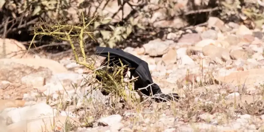 Guthrie update: Black gloves recovered as Nancy Guthrie search expands and DNA testing begins