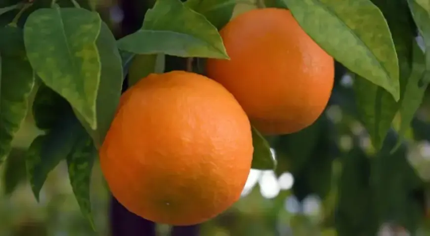 Hurricane Harry Devastates Southern Italy’s Agriculture