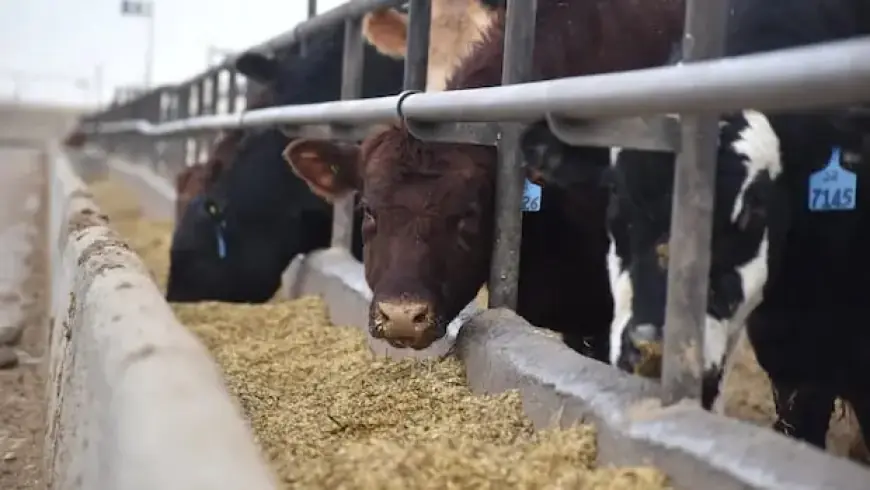 Alberta Firm Transforms Cattle Manure into Natural Gas, Sequesters CO2