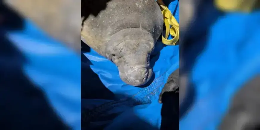 Manatee Rescued from Storm Drain After Seeking Warmth