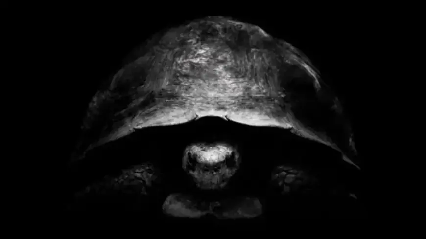 Bezos Taunts Musk on X with Turtles: Unveils New Moon Mission