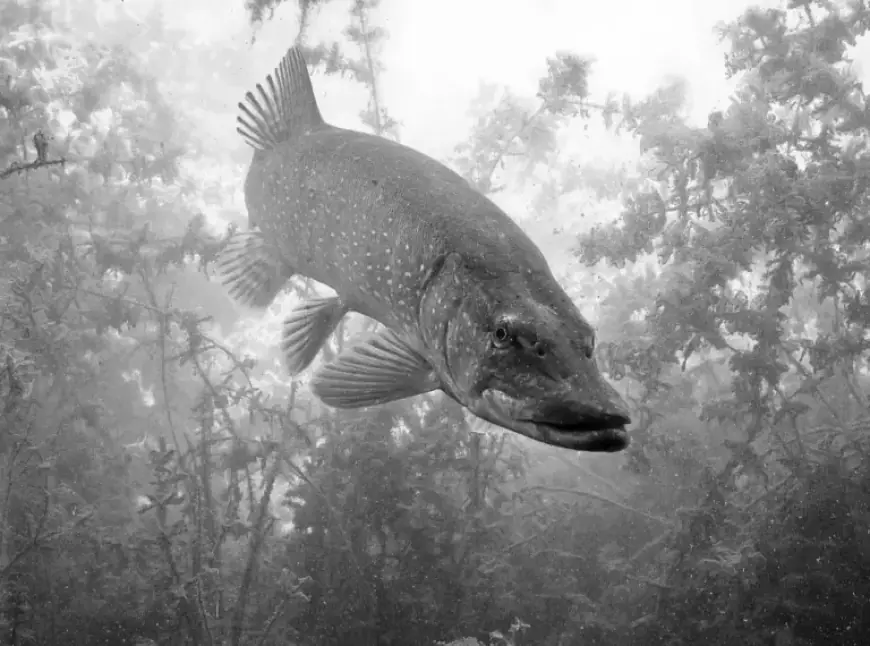 Report: Revitalizing Predatory Fish Populations in Stockholm’s Outer Archipelago!