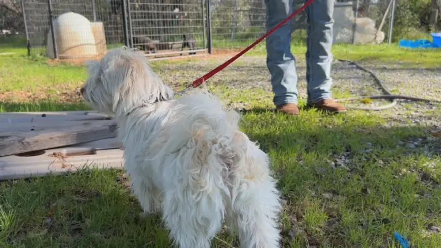 Soaring Veterinary Expenses Hit Charity with £400k Financial Burden