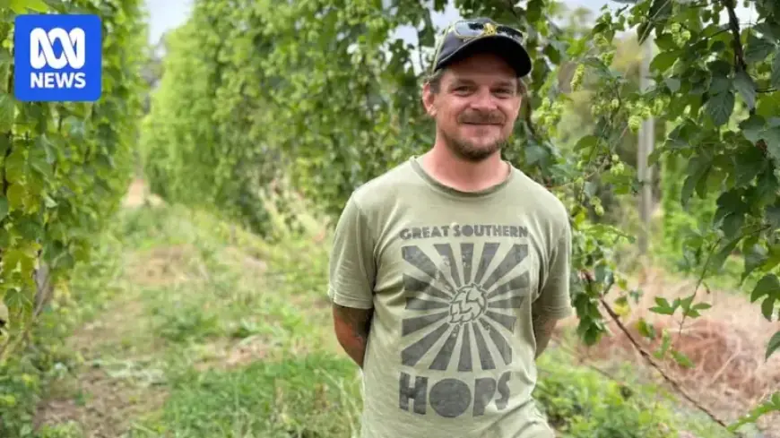 WA Hop Growers Prepare for Harvest Amid Evolving Craft Beer Trends